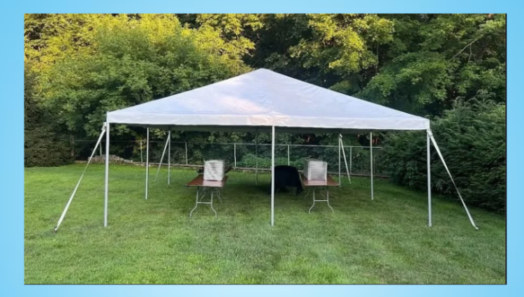 Tent, Tables, & Chairs